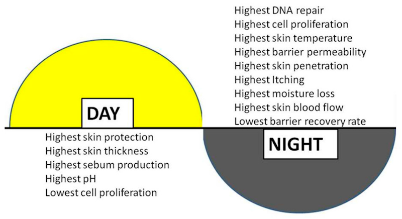 Vintage clock showing nighttime hours representing circadian rhythm and biological clock regulating skin repair cycles during sleep - skin cell division and collagen production timing for optimal beauty sleep results - InfoProds 2026