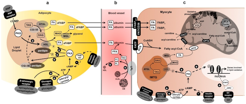 Scientific visualization showing cellular metabolism fat oxidation hormones and energy expenditure comparing sleep versus exercise fat burning mechanisms - InfoProds 2026