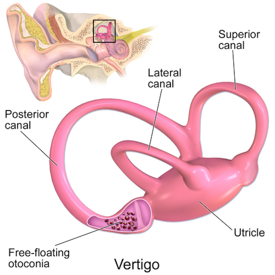 Detailed anatomical illustration of human inner ear vestibular system featuring three semicircular canals, otolith organs, and neural pathways responsible for balance and spatial orientation in athletes - InfoProds Medical Science 2026