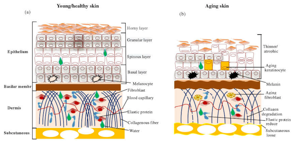 Scientific visualization of skin cell structure and dermal layers demonstrating how vitamins minerals antioxidants and nutrients from foods penetrate and nourish skin cells for improved health texture and anti-aging benefits - InfoProds 2026