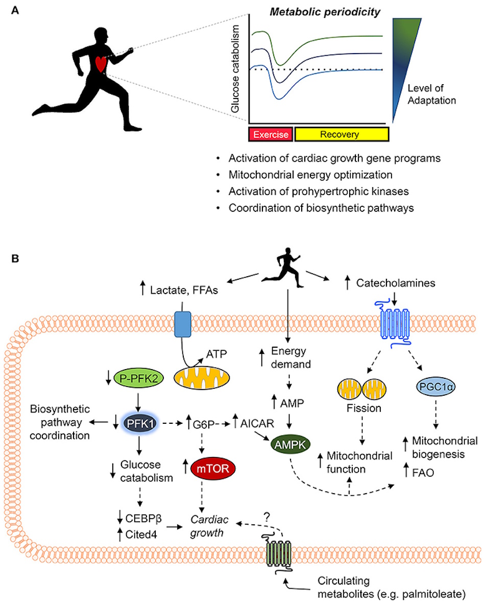Runner demonstrating high-intensity cardiovascular exercise with elevated heart rate showing vigorous activity metabolic response and calorie burning for effective weight loss and fitness improvement - InfoProds 2026