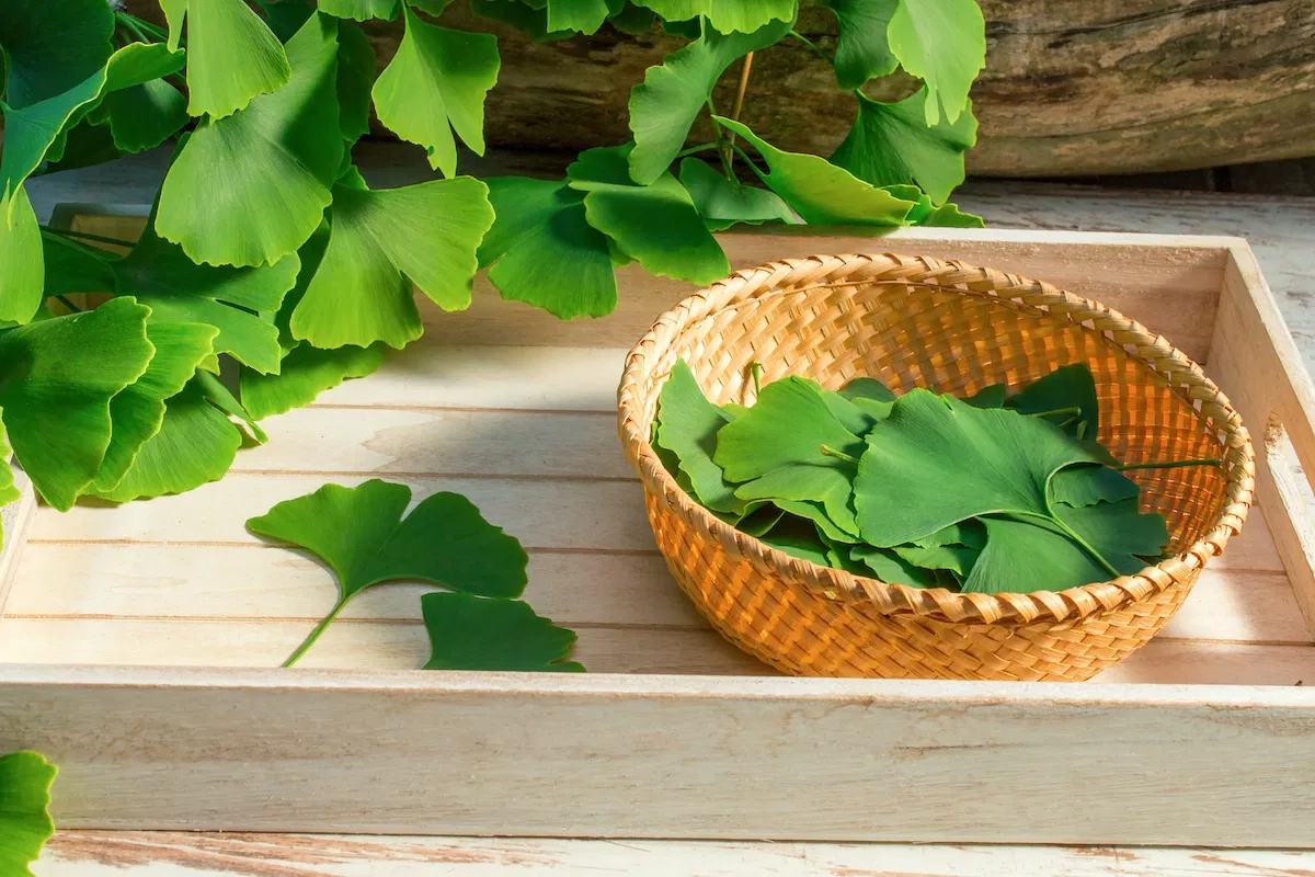 Fresh ginkgo biloba leaves and powdered extract displayed on a wooden surface