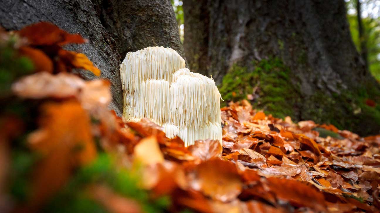 A fresh lion’s mane mushroom placed on a rustic wooden board