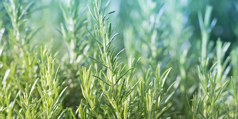 Fresh rosemary sprigs arranged neatly on a rustic table with soft natural lighting