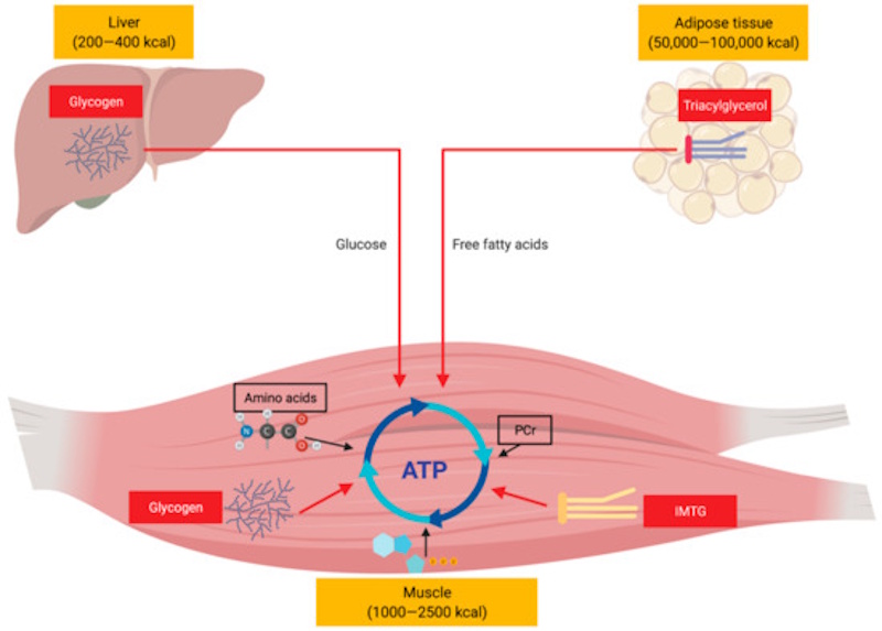 Scientific diagram showing muscle glycogen depletion during marathon running with metabolic pathways and energy production explaining why runners hit the wall at mile 20 - InfoProds 2026