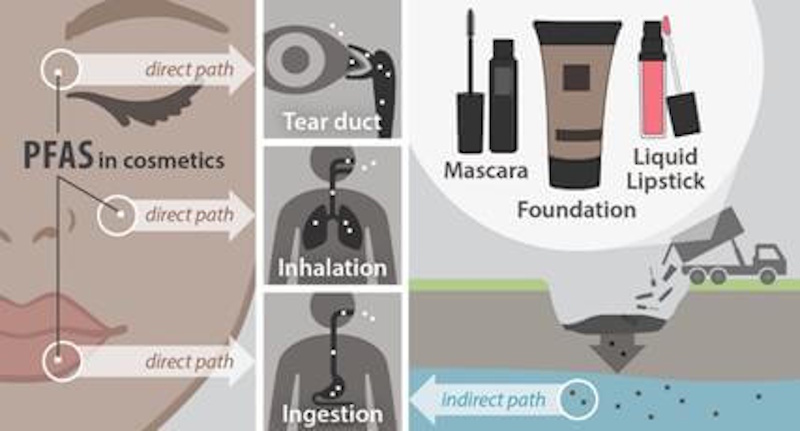 PFAS Forever Chemicals in Makeup Long-wear makeup products including waterproof mascara and liquid lipstick showing PFAS forever chemicals that persist indefinitely in human organs and environment causing serious health concerns - InfoProds 2026